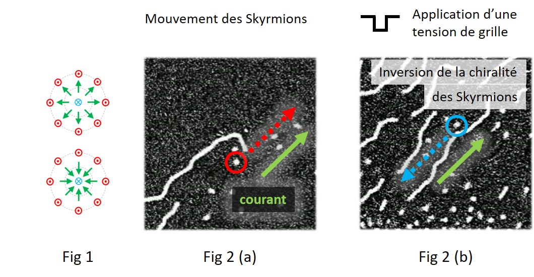 Figure 1 : Représentation vue de dessus des spins dans des skyrmions de chiralité opposée : à l’extérieur les spins sortent de la feuille (en rouge), à l’intérieur ils entrent vers la feuille (en bleu). Les spins dans la paroi qui les délimite (en vert) tournent dans le sens des aiguilles d’une montre ou dans le sens inverse lorsqu’on traverse le skyrmion radialement.  Figure 2 : Images de microscopie magnéto-optique illustrant, par les flèches pointillées, le changement de sens de déplacement des skyrmions (points blancs) sous un même courant (flèche verte continue). (a) skyrmions dans le matériau initial, (b) skyrmions sous application d’une tension de grille. La taille des images est d’environ 50 µm. 