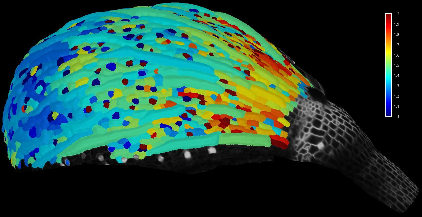 Des cellules de la surface d’un sépale (organe vert protégeant la fleur avant son ouverture) sont observées avec un microscope. 