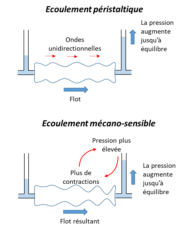 Schéma des deux modes d’écoulement dans un tube de muscle lisse.