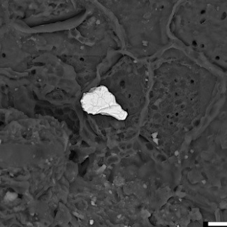 Particules piégées sur une écorce de platane, observation par microscopie électronique à balayage © GET